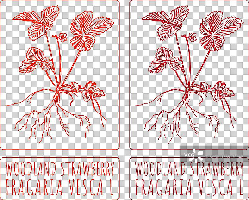 手绘的林地草莓图片素材