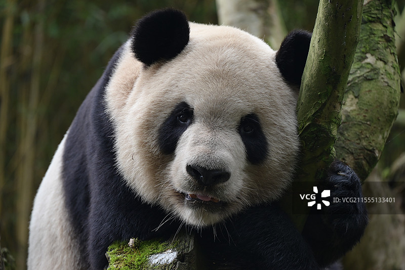 熊猫谷的大熊猫们图片素材