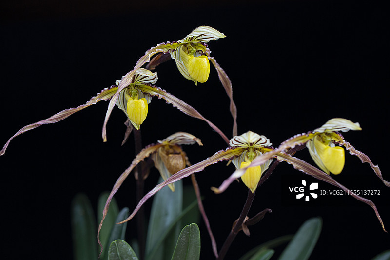 国家植物园南园兰苑菲律宾兜兰高清图图片素材