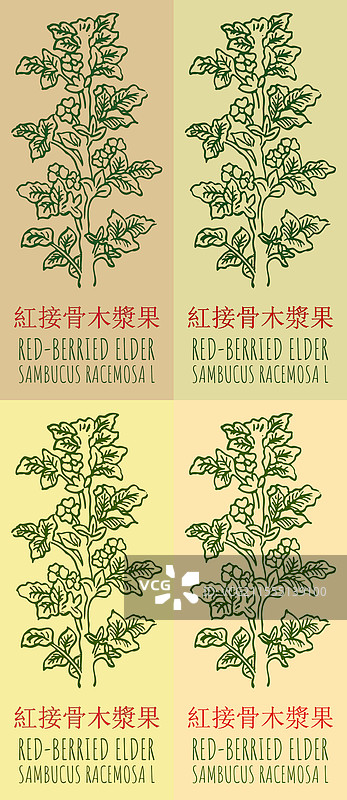一组描绘红果接骨木的插图图片素材