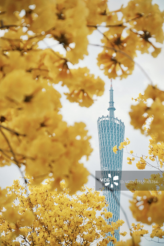 广州磨碟沙公园中黄花风铃木与广州塔同框图片素材