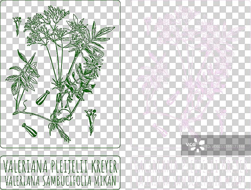 手绘的瓦莱里安娜·普莱耶利·克雷耶尔图片素材