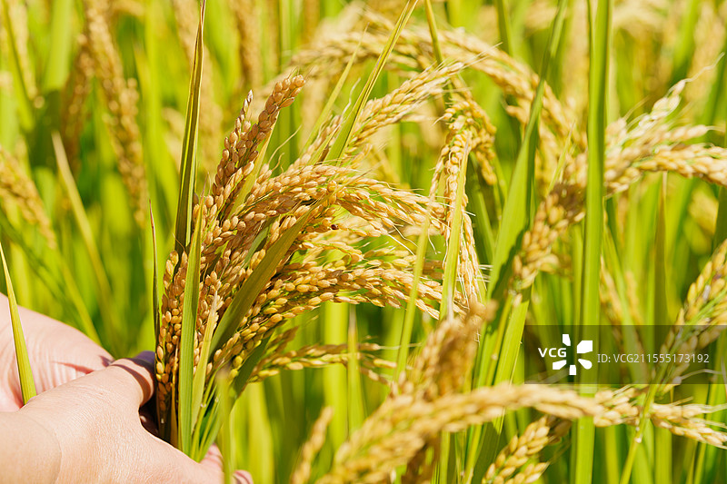 将东北水稻捧在手里图片素材