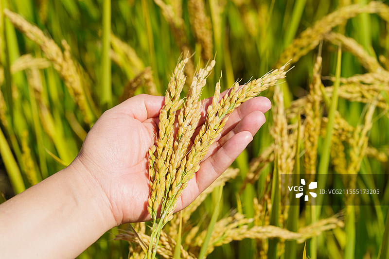 将东北水稻捧在手里图片素材