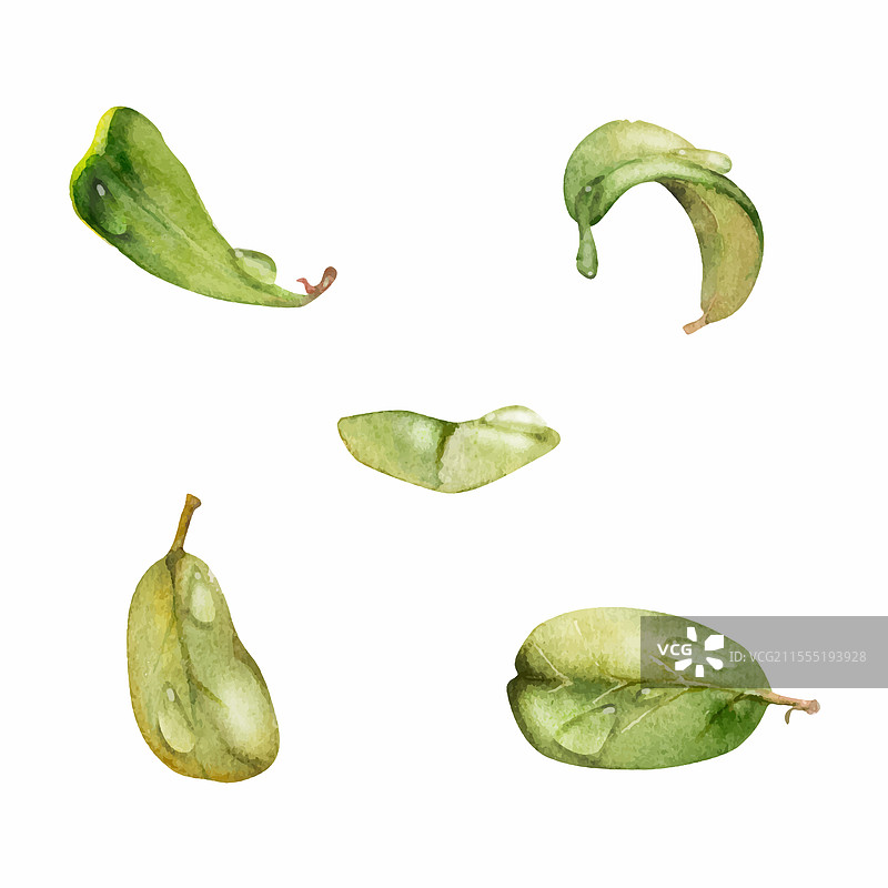 水中灌木树的绿色叶子和花卉叶片图片素材