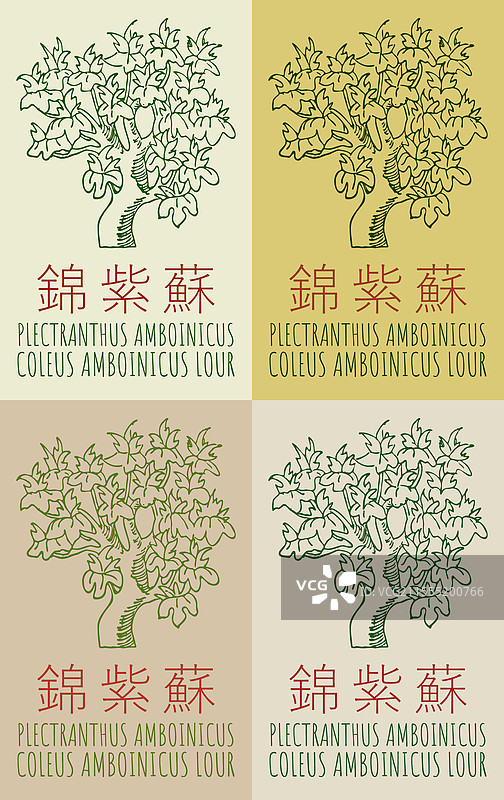 一组绘制的香菜植物图片素材