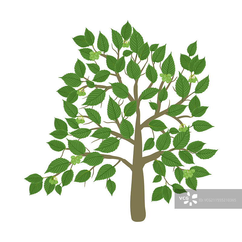 榆树的绘画图片素材