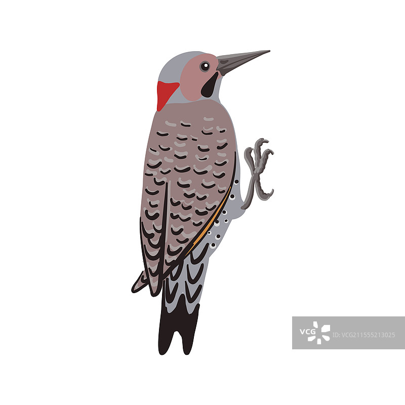 北方啄木鸟的绘画图片素材