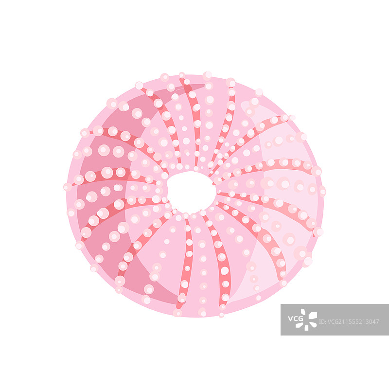 绘制海胆的贝壳图片素材