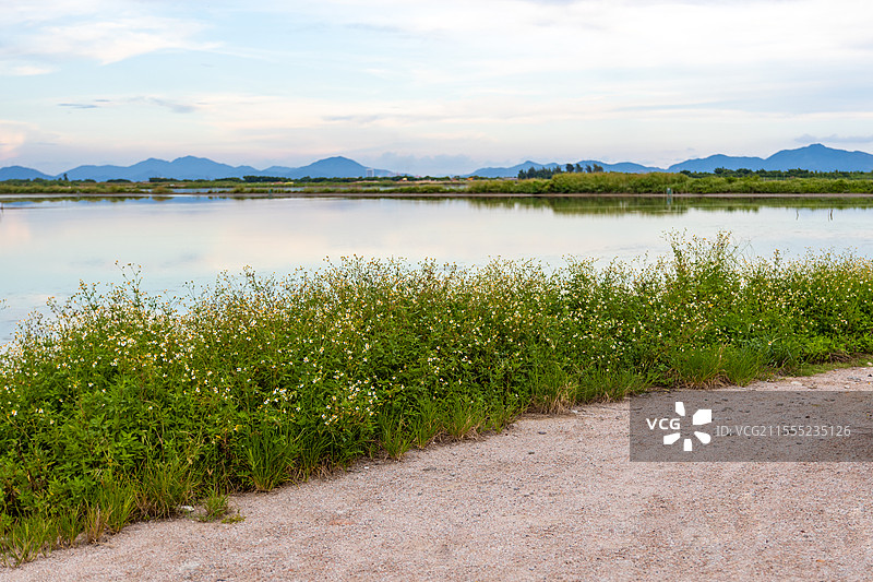 中国广东江门市银湖湾古兜山湿地自然风光图片素材