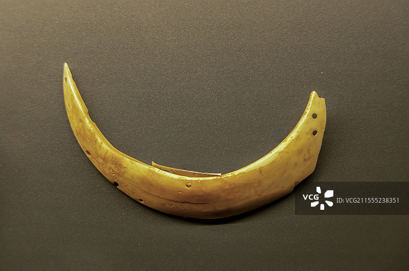 青海省博物馆“历史文物展”：牙饰（宗日文化，同德县宗日遗址出土，青海省博物馆藏）图片素材