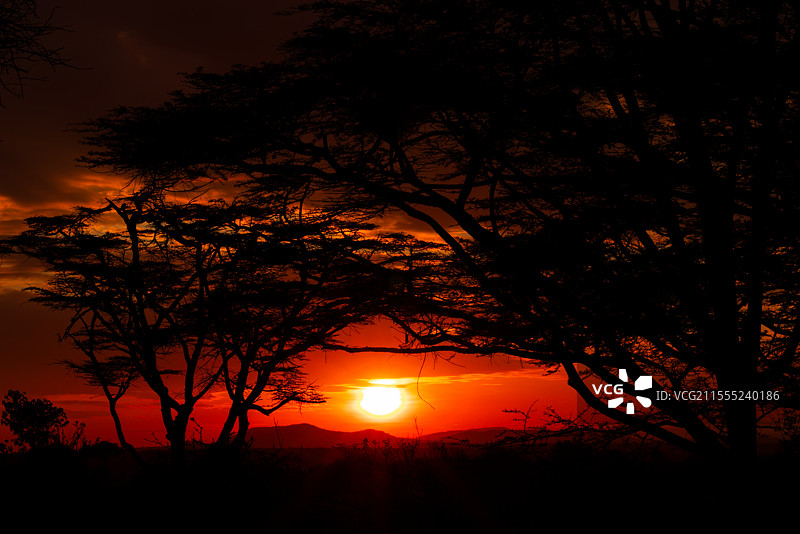 马赛马拉的日出图片素材