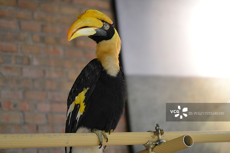 犀牛鸟图片素材