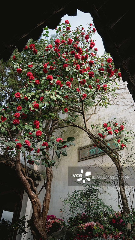 留园山茶花瀑布图片素材