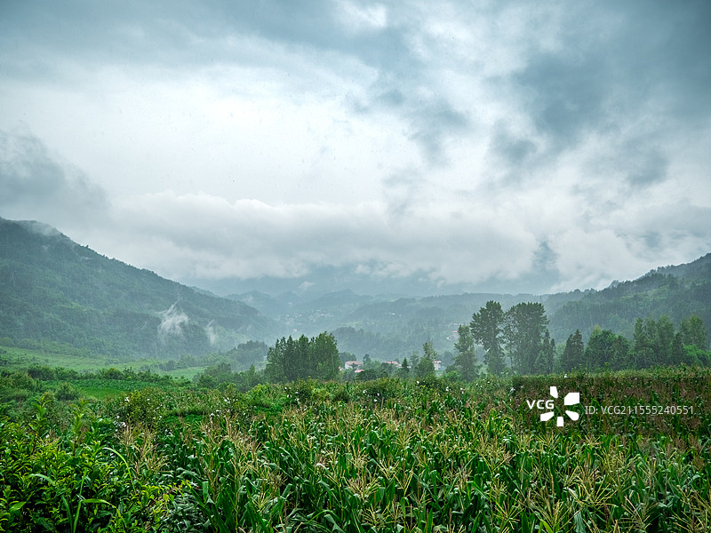 云雾笼罩的玉米地图片素材