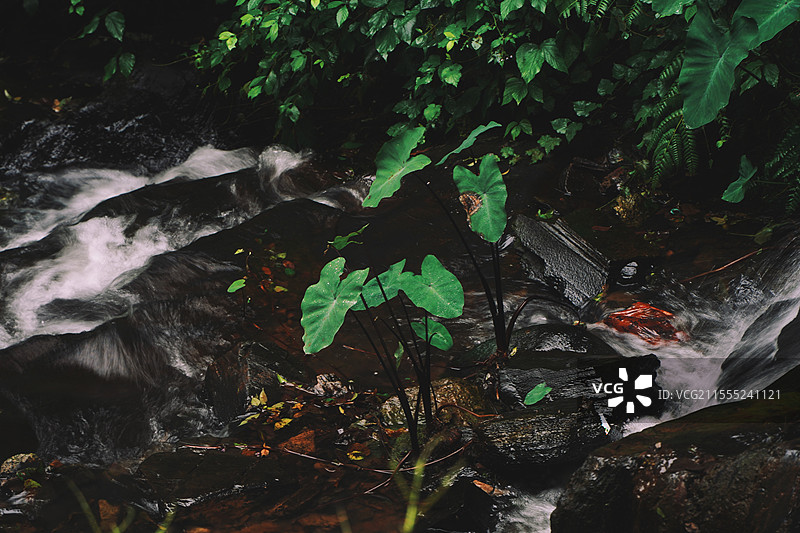 宜春樟树阁皂山的一抹绿图片素材