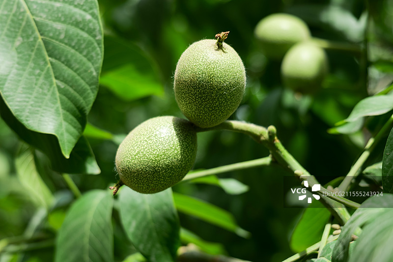 春天，树上的胡桃图片素材