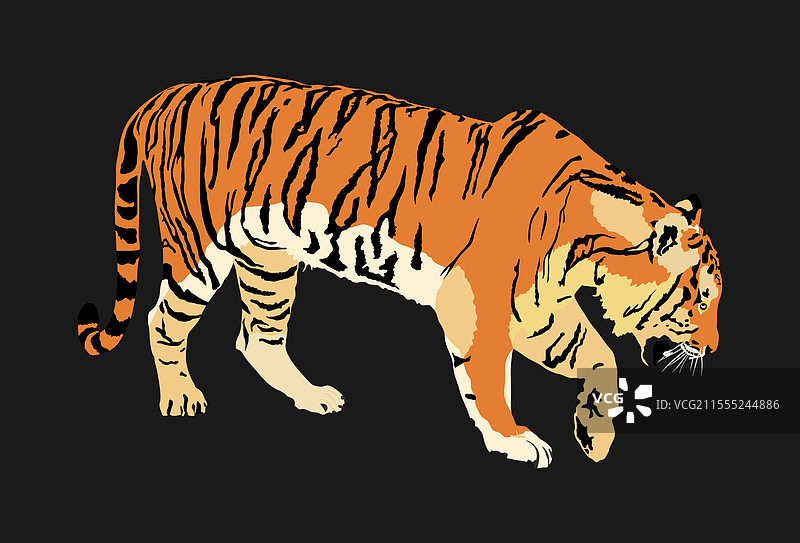 孤立在黑色背景上的老虎图片素材