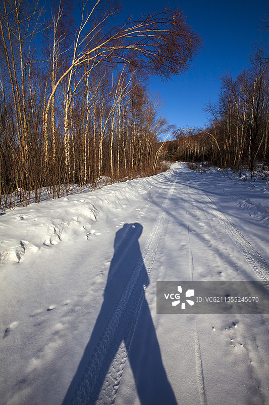 雪林路留影图片素材