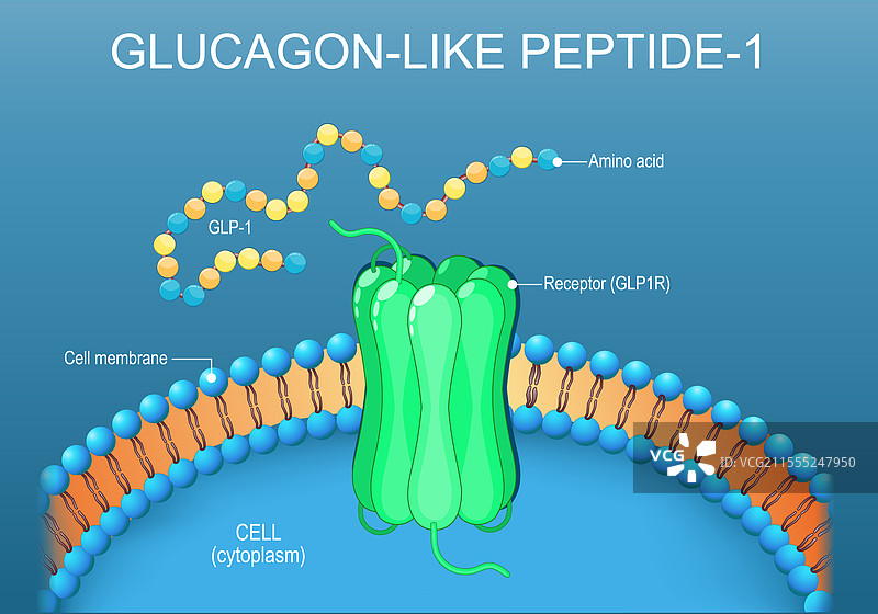 胰高血糖素样肽-1受体图片素材