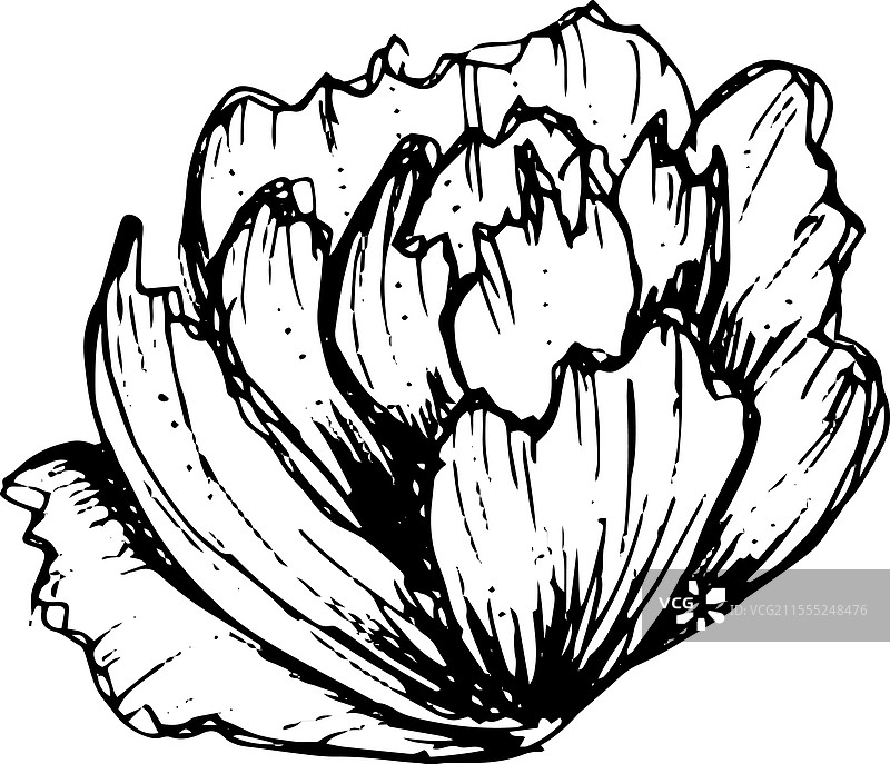 手绘的牡丹花图片素材