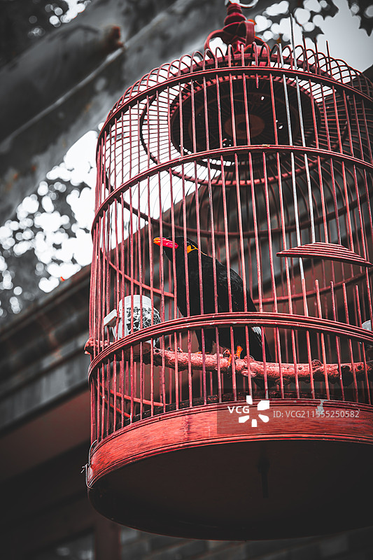 北新桥胡同八哥图片素材