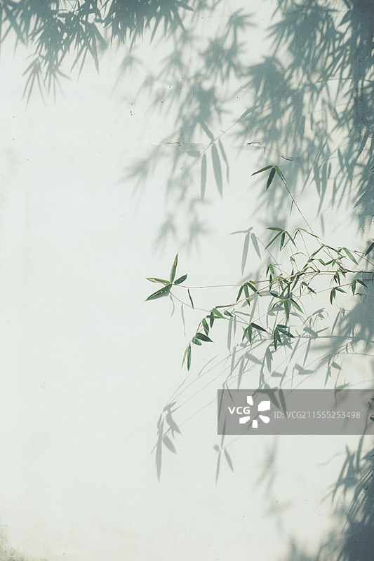 虚实之间——园林中的竹叶与竹影图片素材