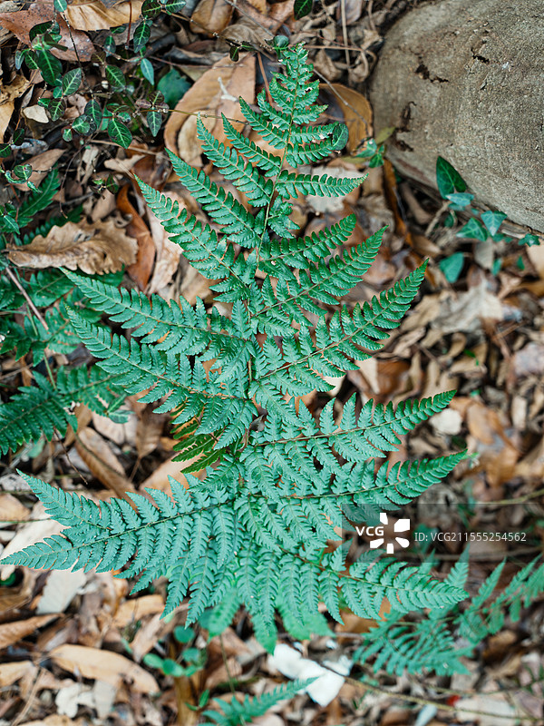 毛蕨的魅力：平凡中的不凡，自然的绿色奇迹图片素材