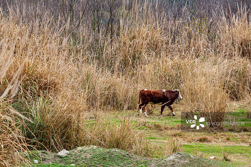 四川省绵阳市户外养殖的牛图片素材