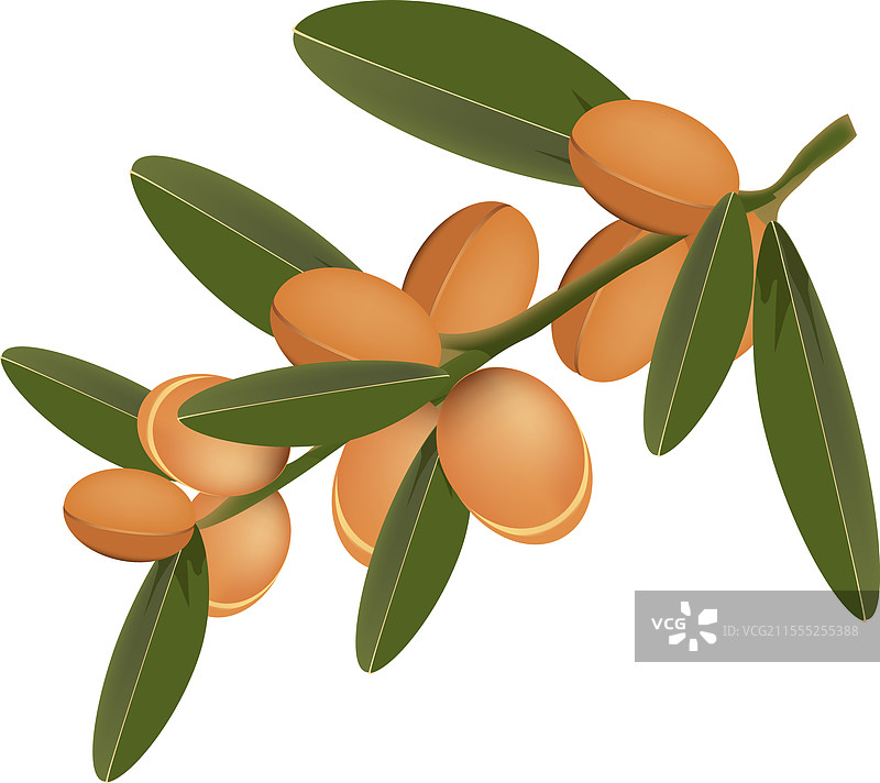 阿甘树枝上挂满成熟的果实和绿色的叶子图片素材