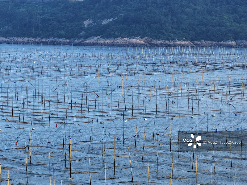 福建海边海带种植航拍图图片素材