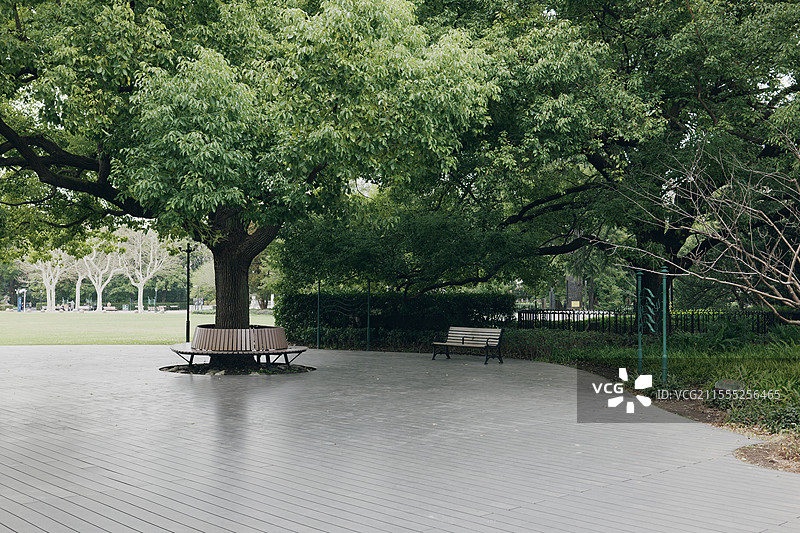 大树下的公园长椅图片素材