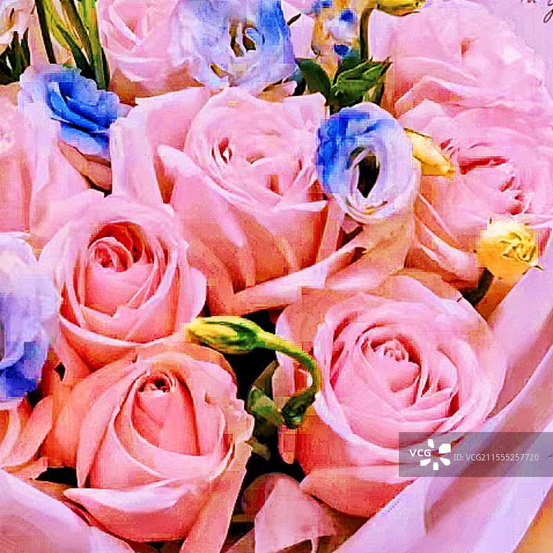 蓝粉佳人——花束图片素材