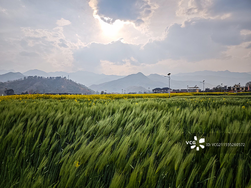 风吹麦浪 油菜花田图片素材