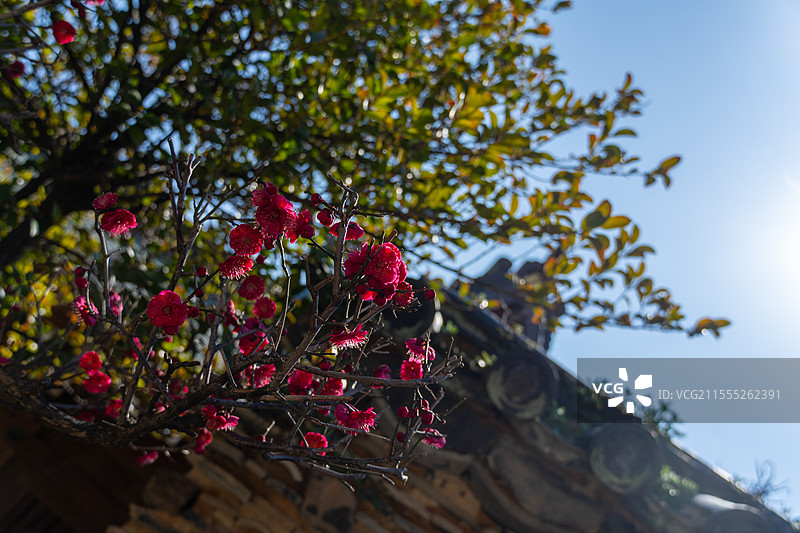 栉田神社梅花图片素材