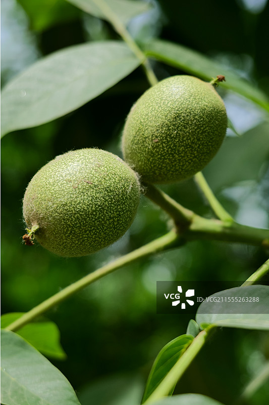 春天，树上的胡桃图片素材