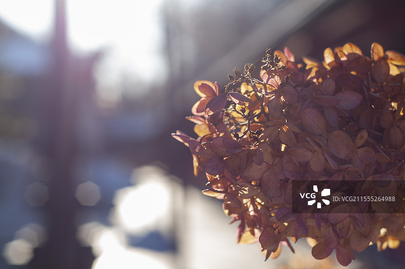 温暖绣球花特写图片素材