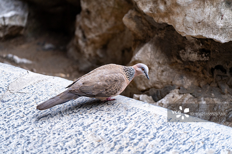 何园的珠颈斑鸠图片素材