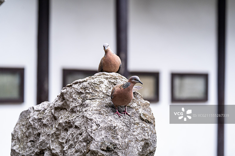 何园的珠颈斑鸠图片素材