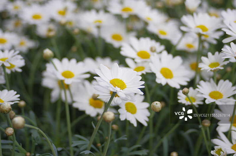 白花图片素材