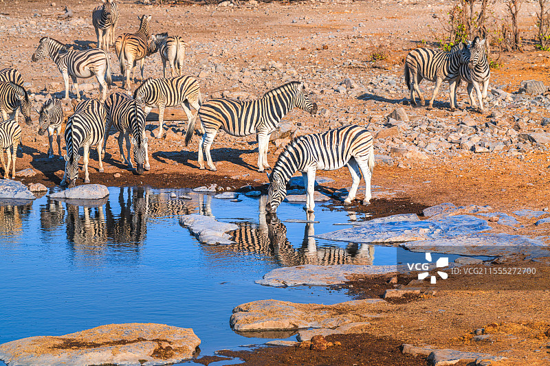 非洲纳米比亚埃托沙清晨水塘边饮水的斑马群图片素材