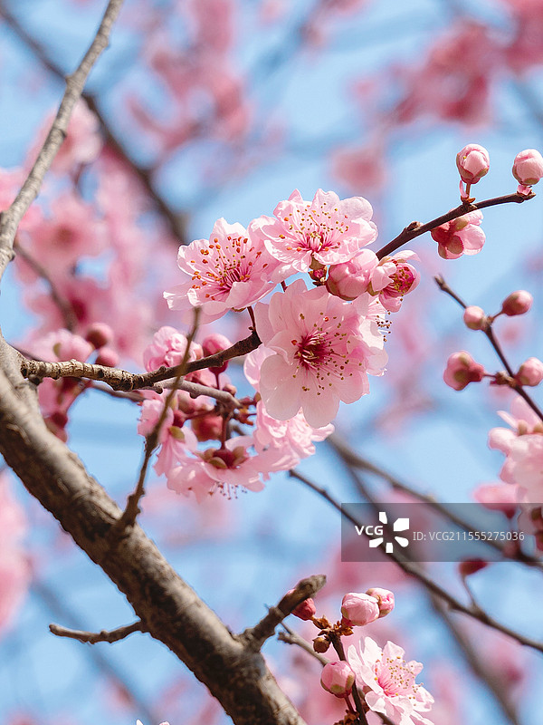 春季粉红樱花特写图片素材
