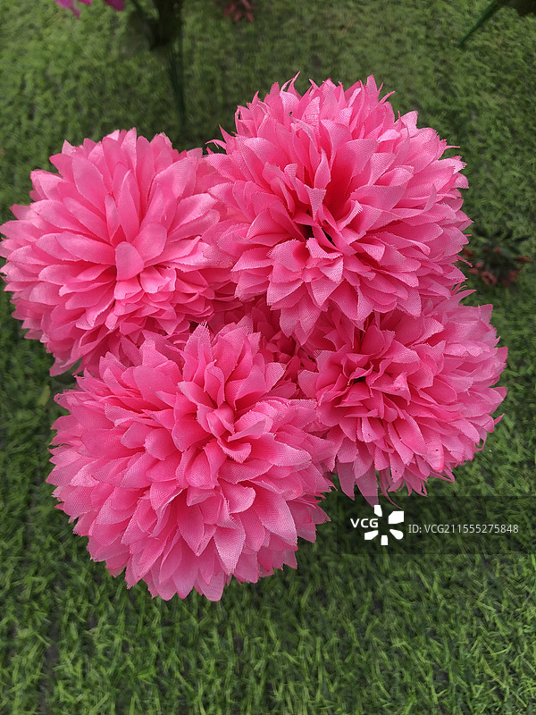 深圳海上田园-四朵红色的大丽花图片素材