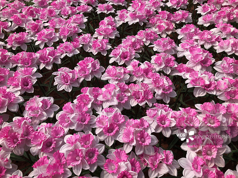 深圳海上田园-粉色的花图片素材