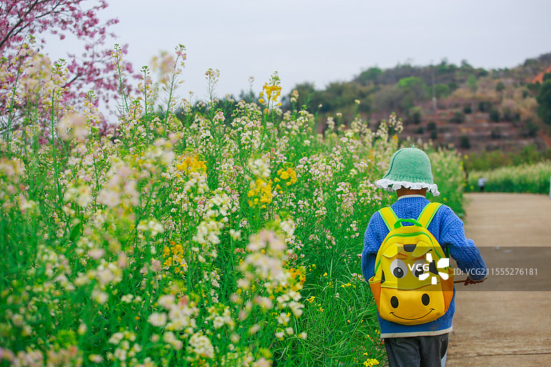 走在菜花盛开的路上图片素材