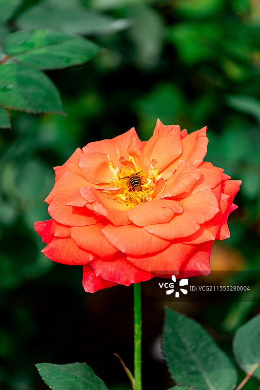 玫瑰花图片素材