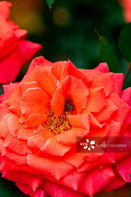 玫瑰花图片素材