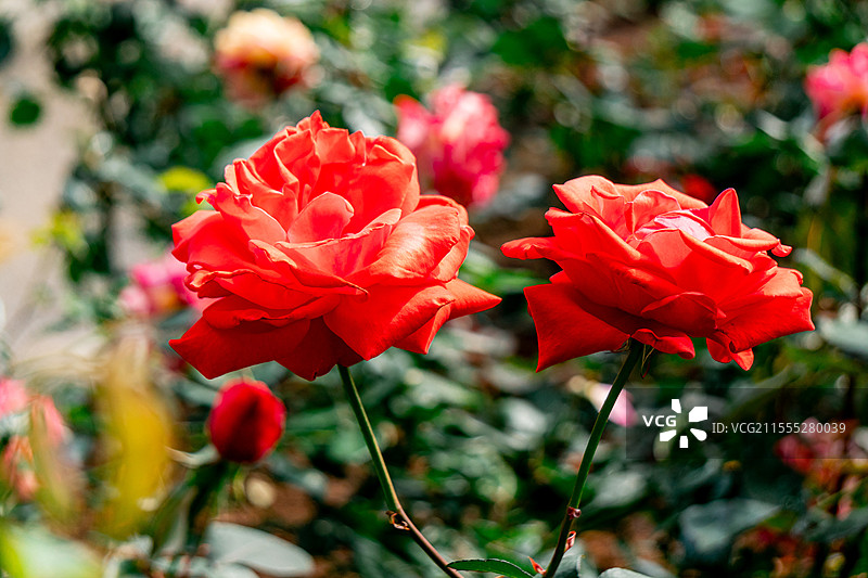 玫瑰花图片素材