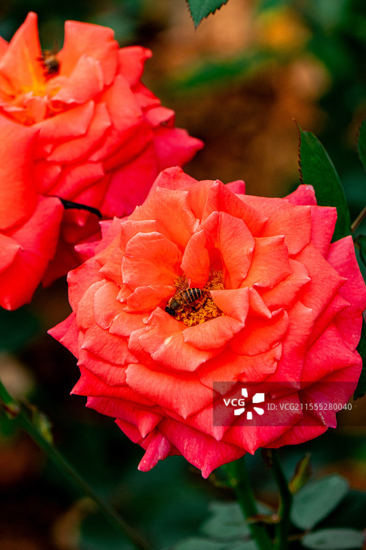 玫瑰花图片素材