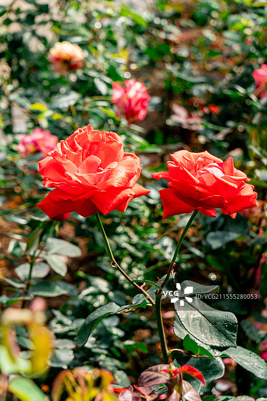 玫瑰花图片素材